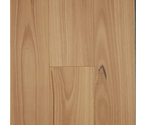 Blackbutt