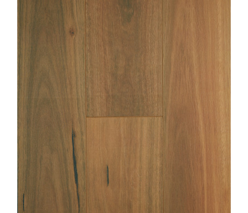 Spotted Gum